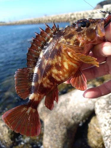 カサゴの釣果