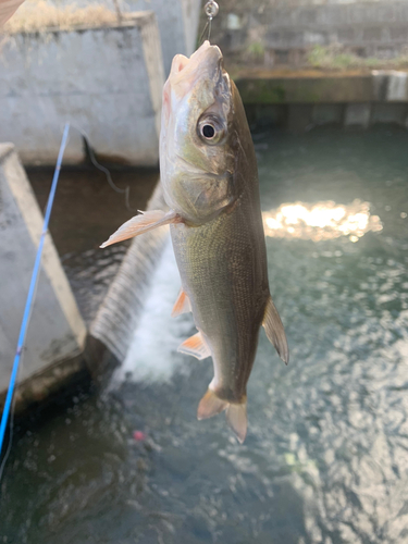 ウグイの釣果