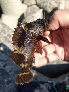 クロソイの釣果
