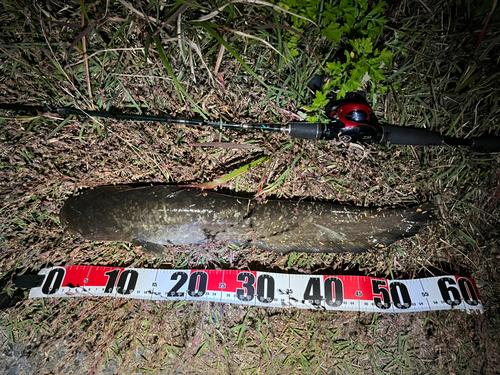 ナマズの釣果