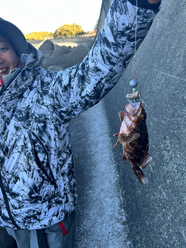 カサゴの釣果