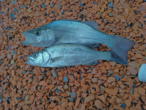 ヒラスズキの釣果