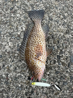 オオモンハタの釣果