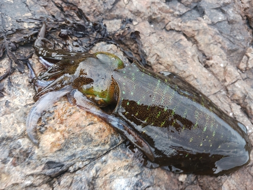 アオリイカの釣果