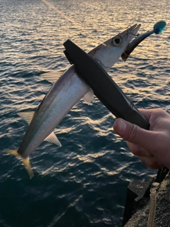 カマスの釣果