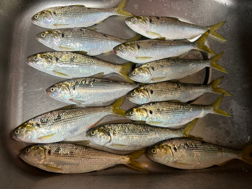 コノシロの釣果