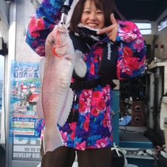 シロアマダイの釣果