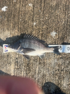 クロダイの釣果