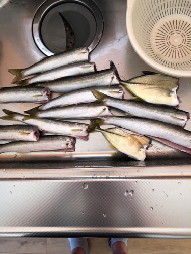 カマスの釣果