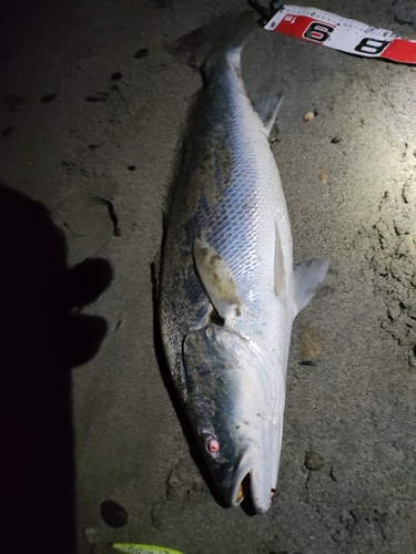 ニベの釣果