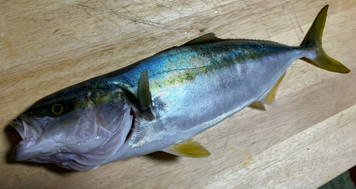 ハマチの釣果