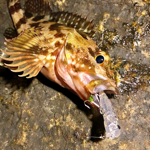 カサゴの釣果