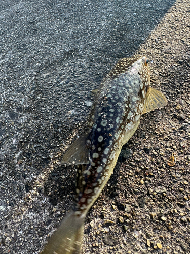 クサフグの釣果