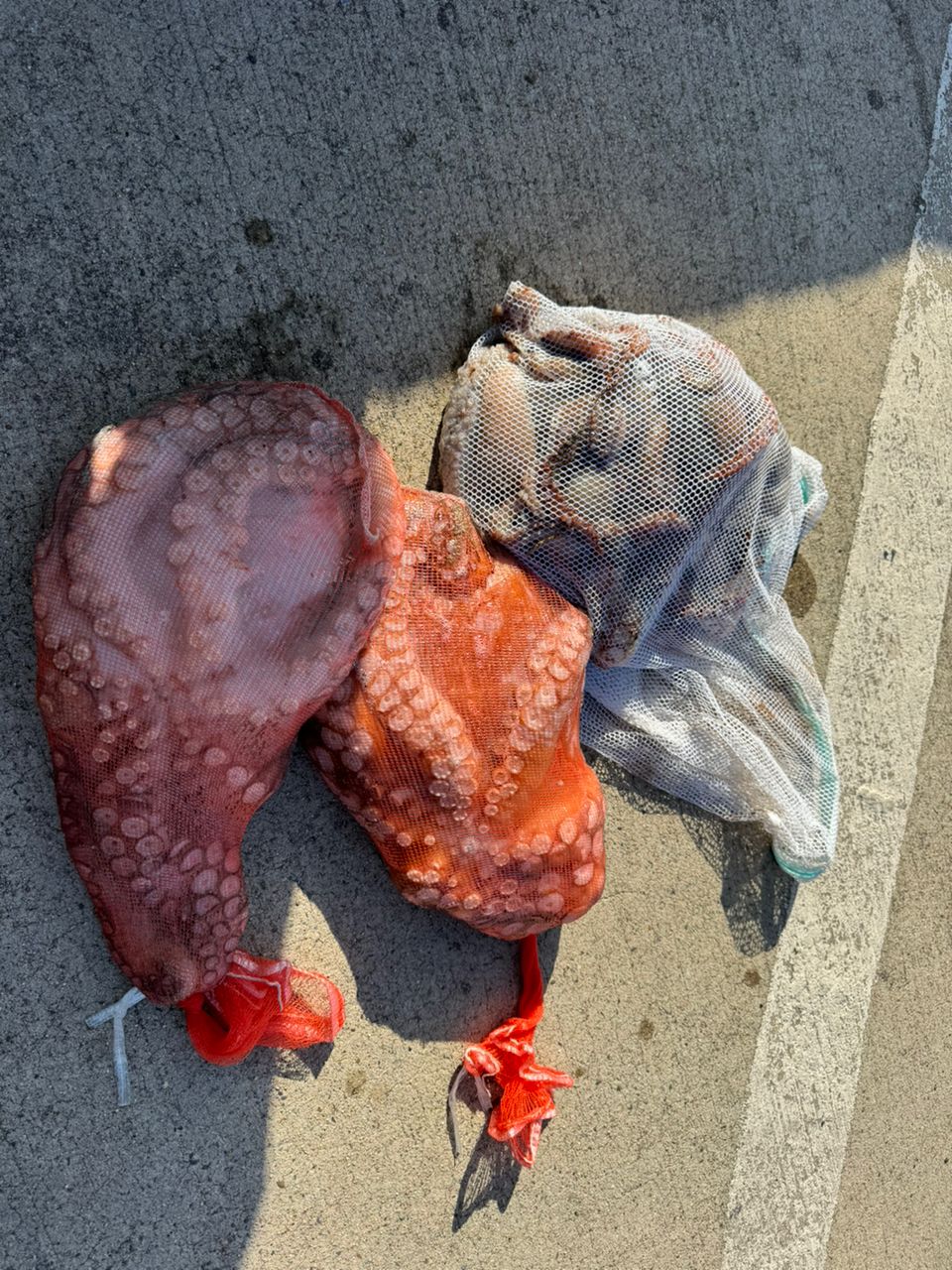 くまざわさんの釣果 2枚目の画像