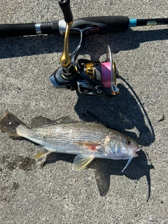 イシモチの釣果