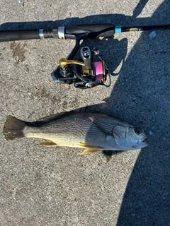 ニベの釣果