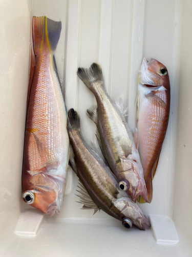 アマダイの釣果