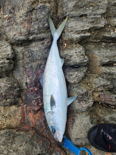 メジロの釣果