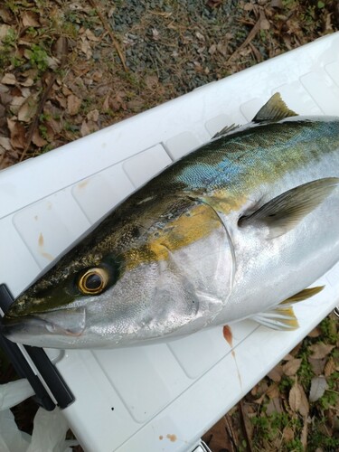 ブリの釣果