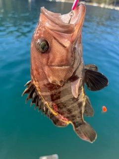 マハタの釣果