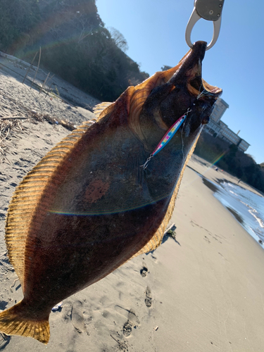 ヒラメの釣果