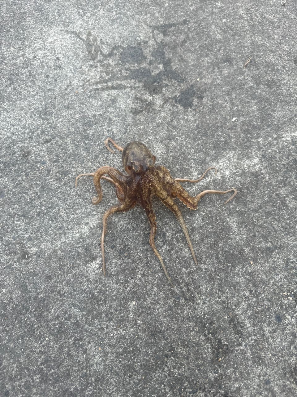 タコ