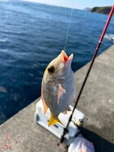 ムルーの釣果