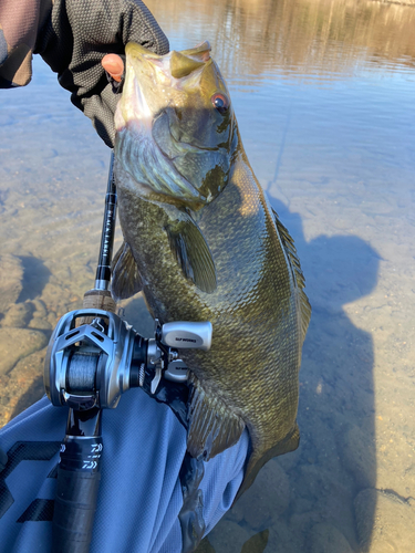 スモールマウスバスの釣果