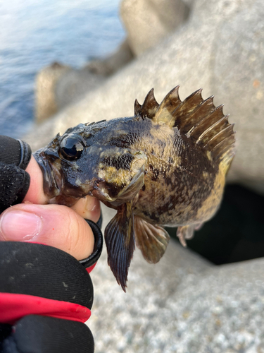 ソイの釣果