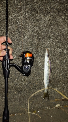 カマスの釣果