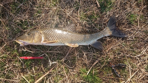 ニゴイの釣果