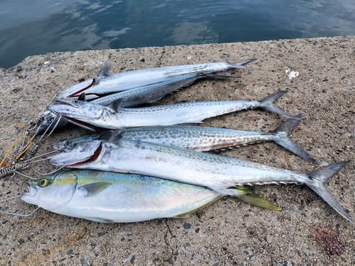 サゴシの釣果