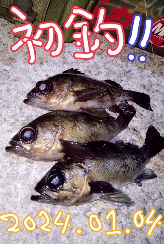 クロメバルの釣果