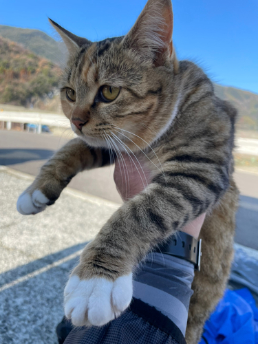 コブダイの釣果