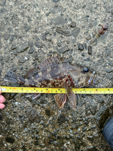 カサゴの釣果