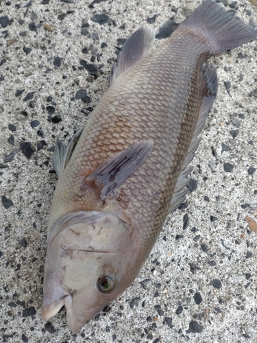 カンダイの釣果