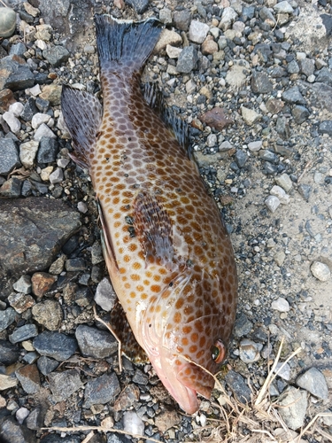 オオモンハタの釣果