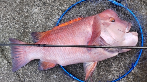 コブダイの釣果