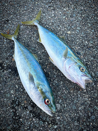 ヤズの釣果