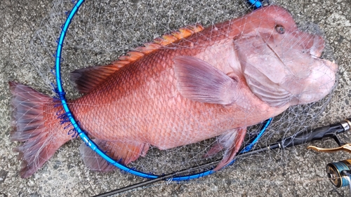 コブダイの釣果