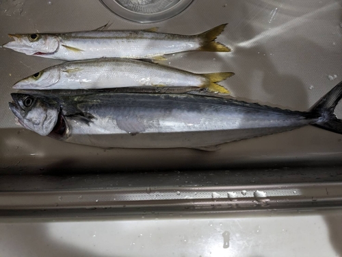 カマスの釣果