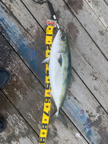 ブリの釣果