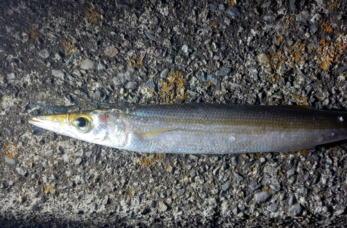 カマスの釣果