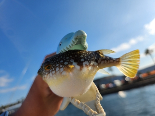 クサフグの釣果