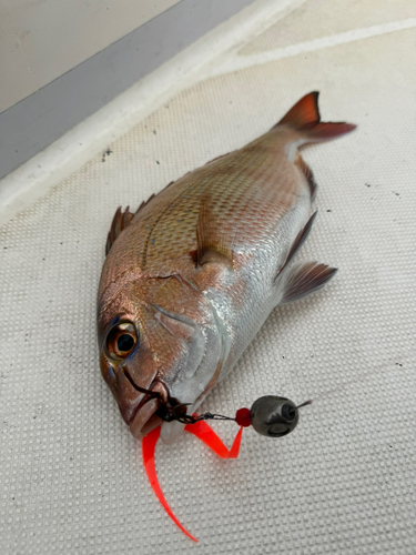 マダイの釣果