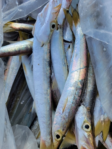 カマスの釣果