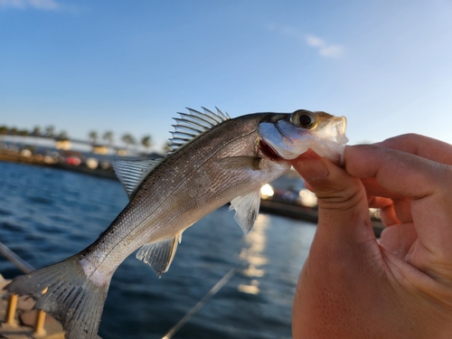 セイゴ（マルスズキ）の釣果