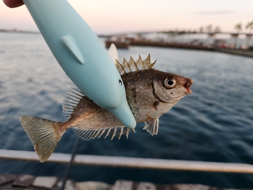 アイゴの釣果