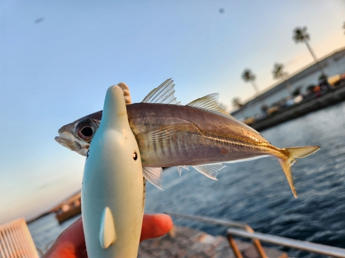 マアジの釣果