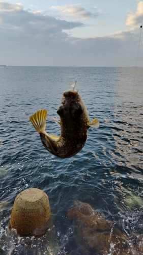 フグの釣果